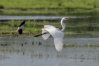 Stilts vs Egret