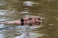 Above Water