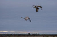 More Sandhill Cranes 10-2023