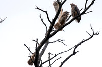 Owlet 2 seems to be begging; oldest owlet eating lower in tree