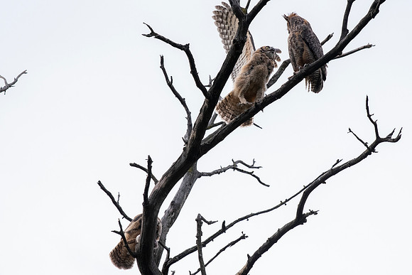 Owlet 2 seems to be begging; oldest owlet eating lower in tree