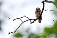 Owlet 2