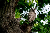 Dad, by the tree where they nested, calls. Mom  answers.