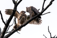 Mom and Owlet 2