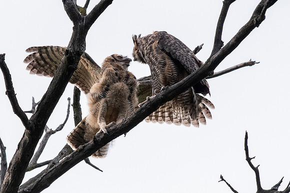 Mom and Owlet 2