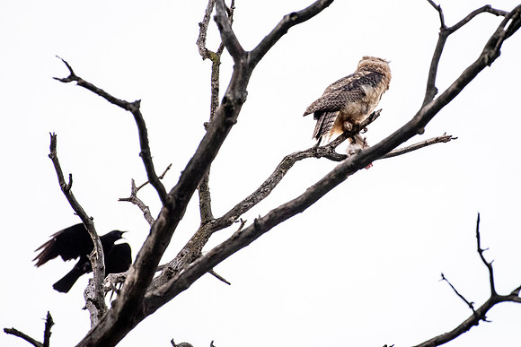 Crows Are Interested