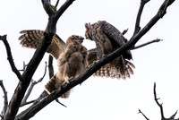 Mom and Owlet 2