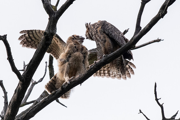Mom and Owlet 2