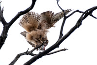 Not Easy To Eat in a Tree