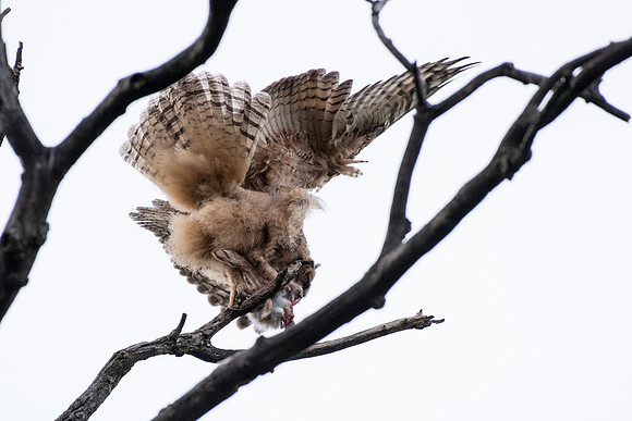 Not Easy To Eat in a Tree