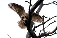 Meanwhile, Oldest Owlet Maneuvers Rabbit