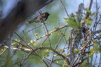 elusive redstart