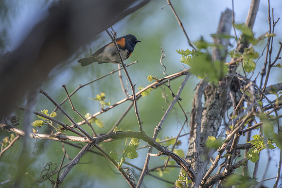 elusive redstart