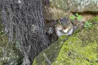 chipmunk