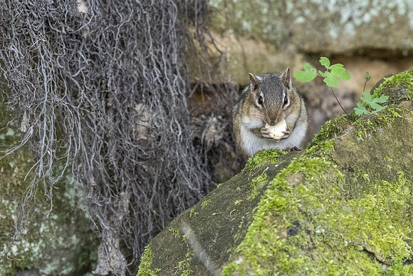 chipmunk