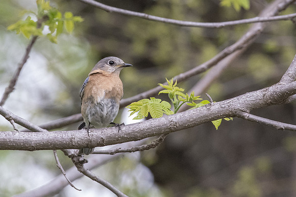 female bluebird