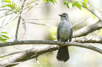 gray catbird