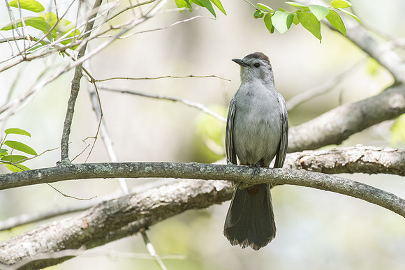 gray catbird