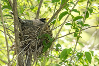 robin on nest