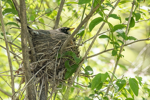 robin on nest