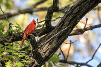 northern cardinal
