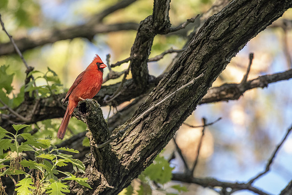 northern cardinal