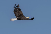 adult bald eagle