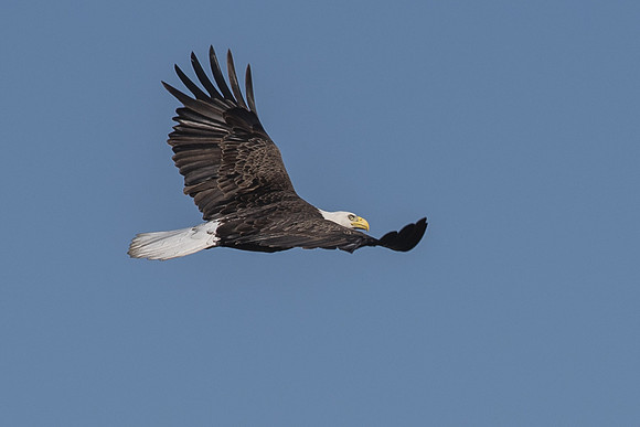 adult bald eagle