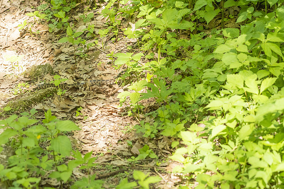 eastern massasauga?  (venomous)