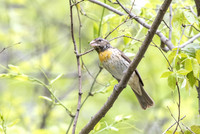female red-breasted grosbeak with nesting material
