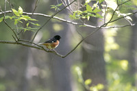 eastern towhee