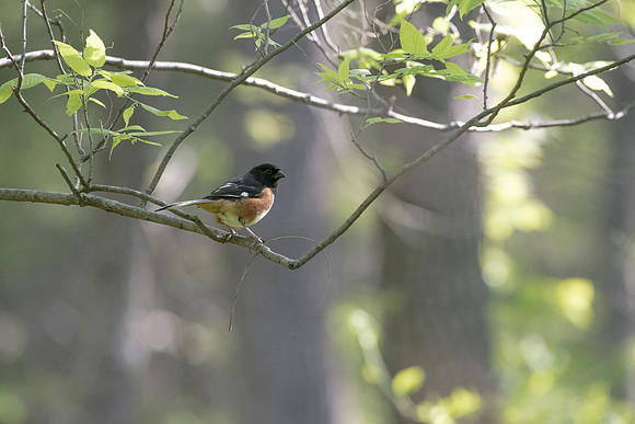 eastern towhee