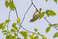 ________vireo