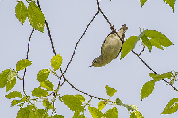 ________vireo