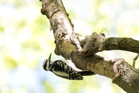 hairy woodpecker