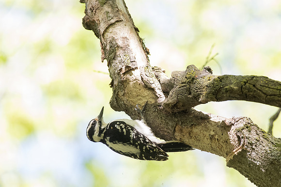 hairy woodpecker