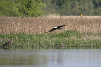 adult and immature bald eagle