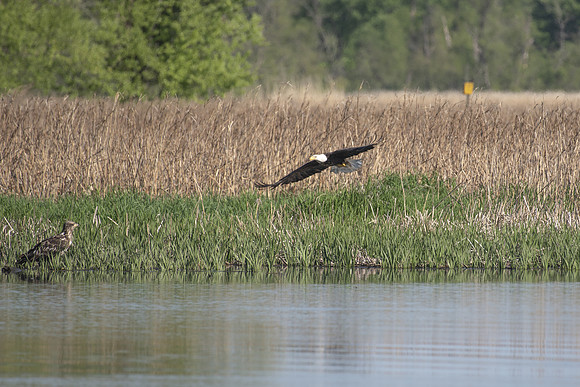 adult and immature bald eagle