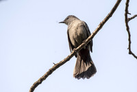 gray catbird