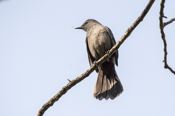 gray catbird