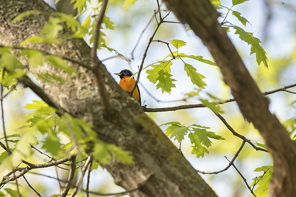 peek at a baltimore oriole