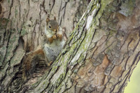 red squirrel