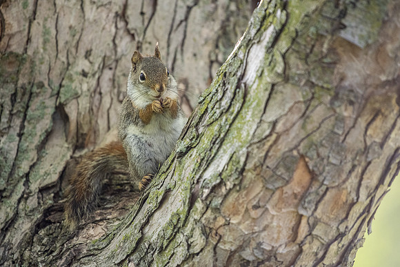 red squirrel