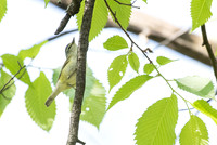 _______ vireo