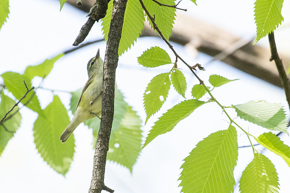 _______ vireo