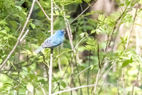 lousy shot of indigo bunting