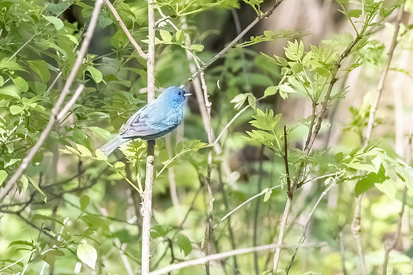 lousy shot of indigo bunting