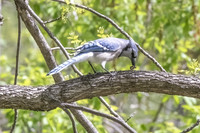 blue jay with snack