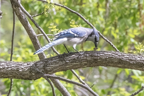 blue jay with snack