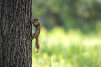 red squirrel